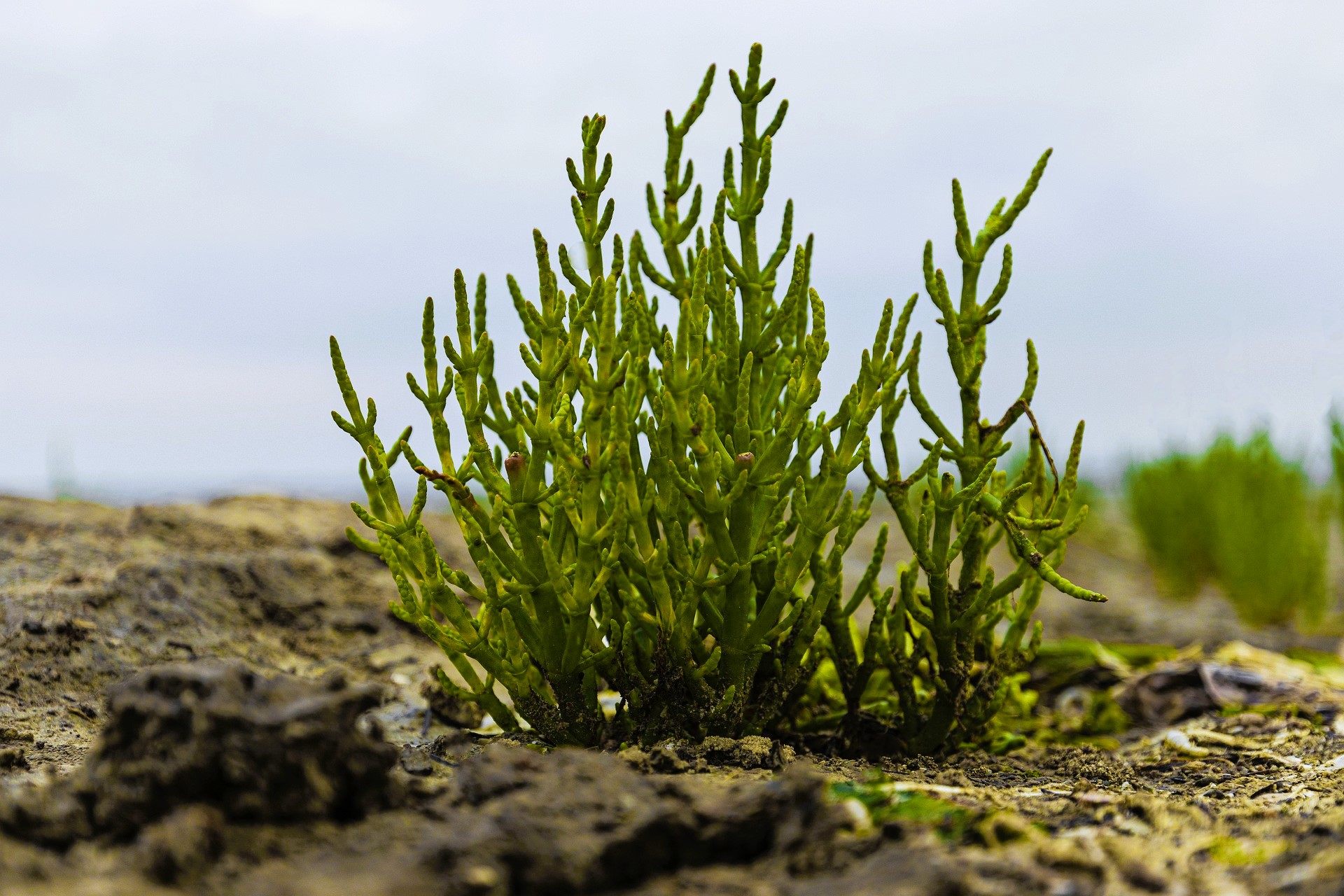 Duinen en kwelders