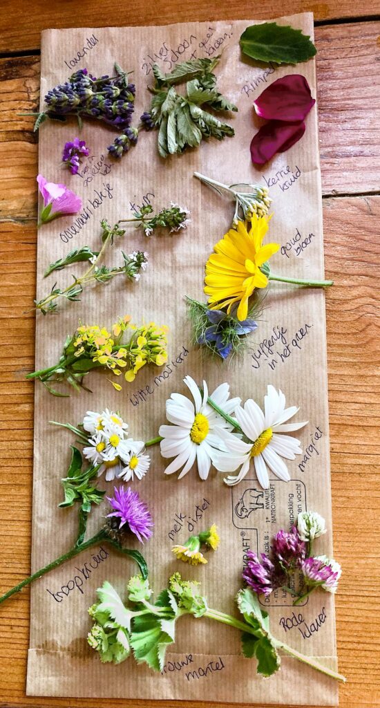 eetbare bloemen wildplukwandeling