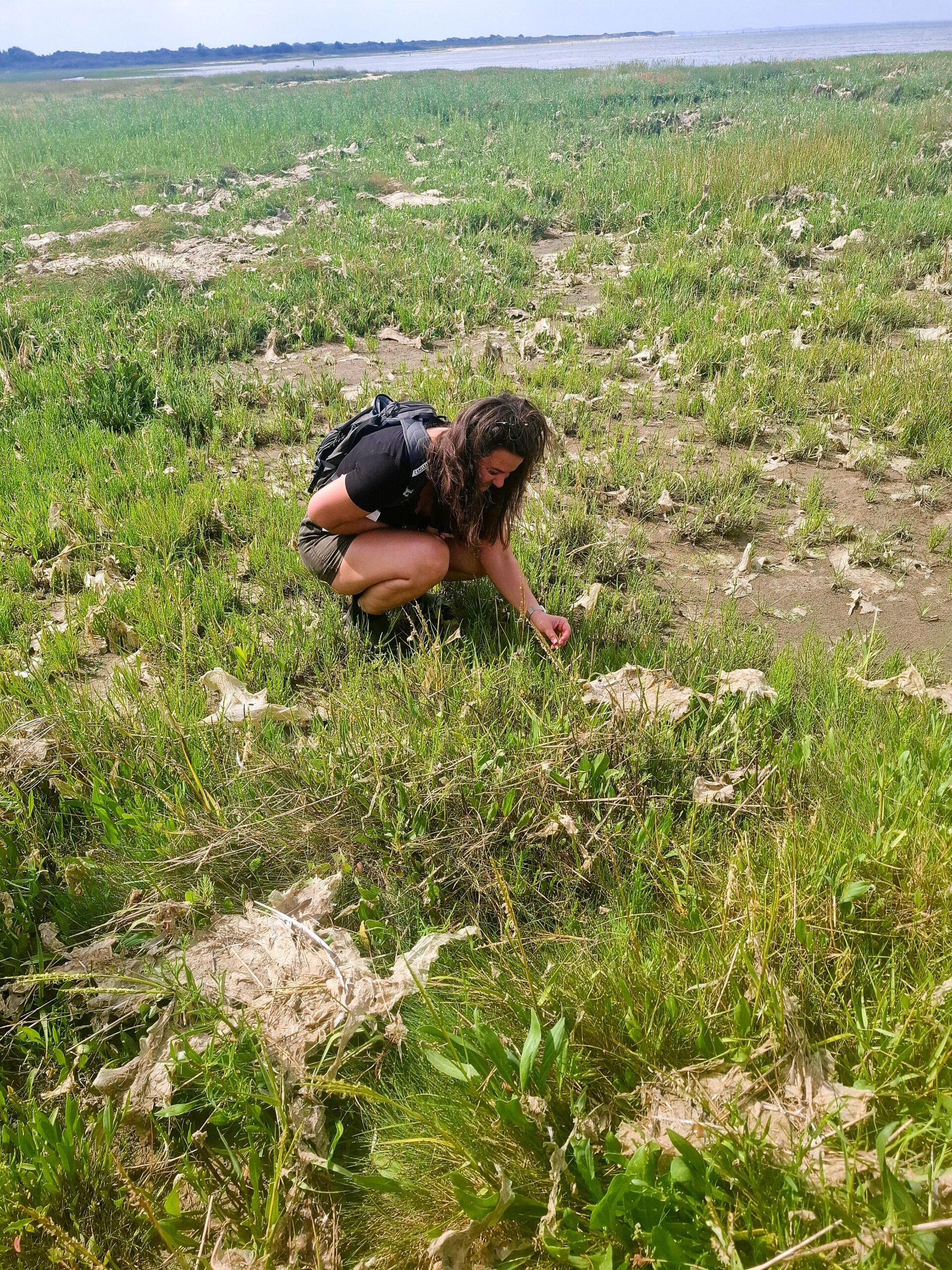 Wildplukken in Oostvoorne