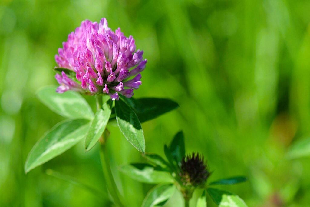 hormonale balans wildplukwandeling