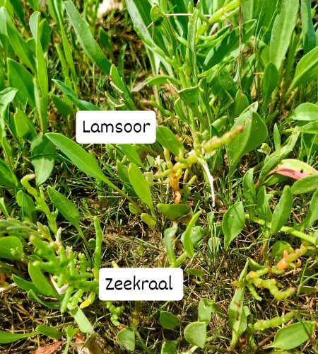 lamsoor en zeekraal Oostvoorne